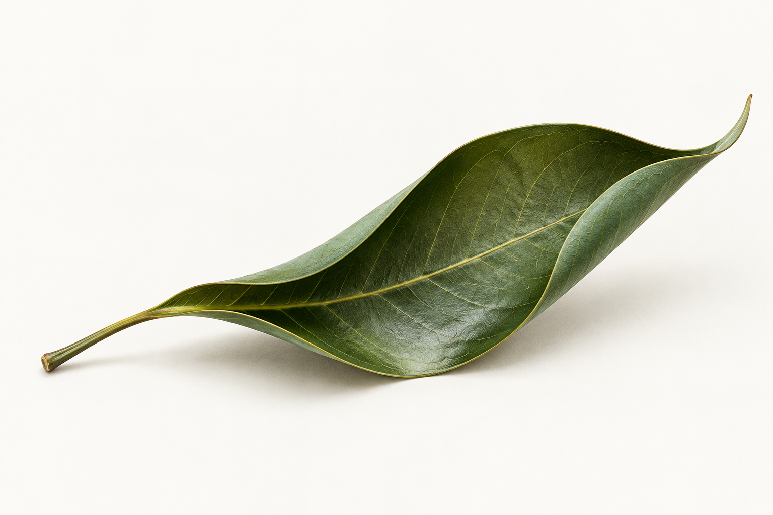 An olive-green leaf with softly curled edges, symbolising reflection and growth